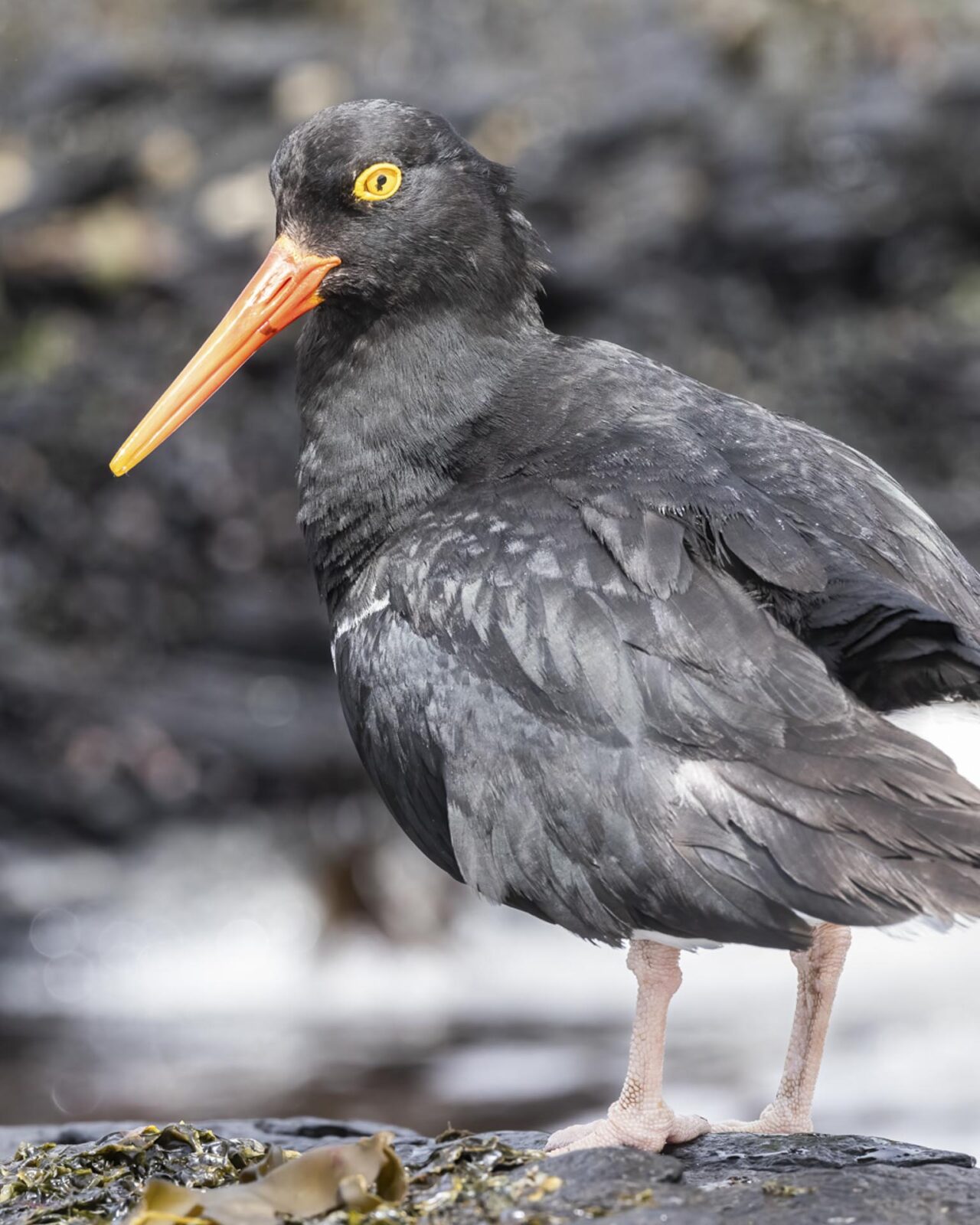 birding the tierra del fuego National Park ushuaia