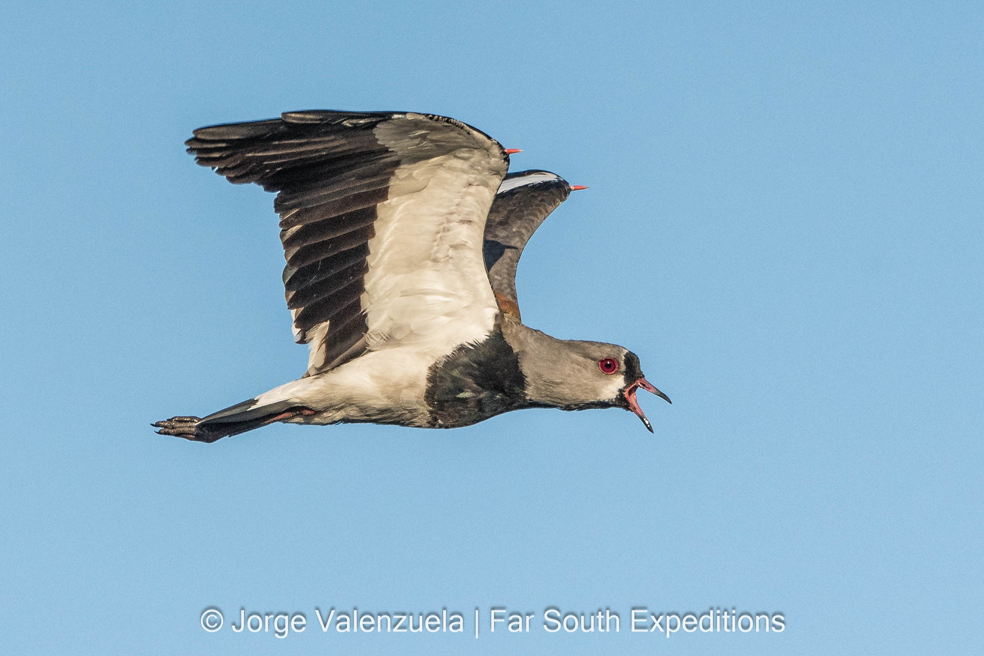 Southern Lapwing (Vanellus chilensis)