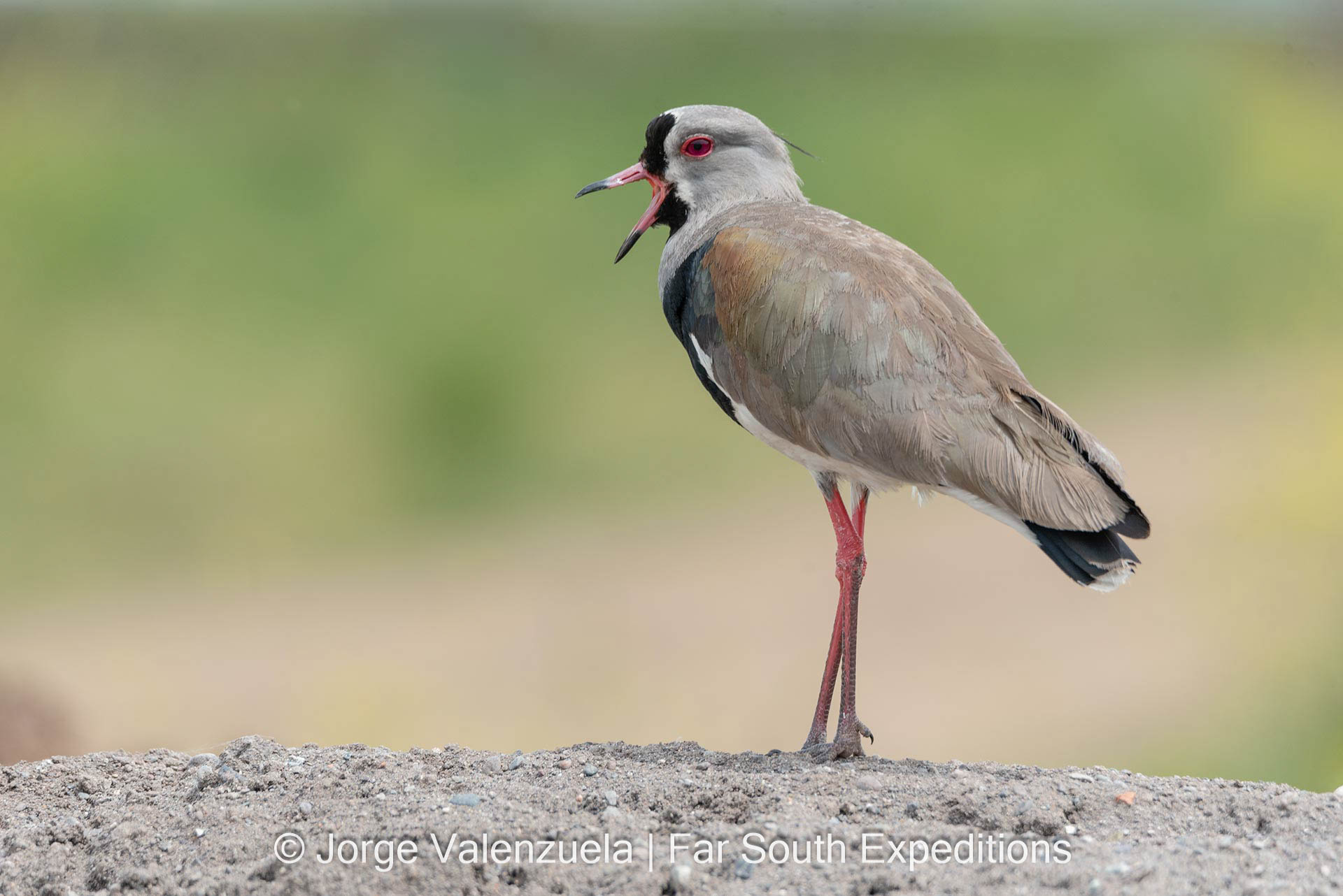 Southern Lapwing (Vanellus chilensis)