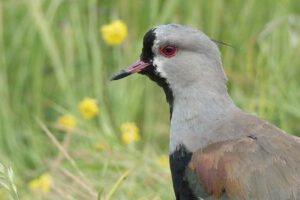 Southern Lapwing (Vanellus chilensis)