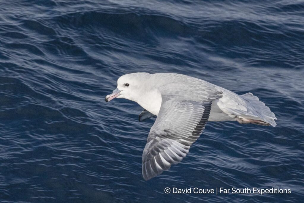 glaciers, whales seabirds magellan straits