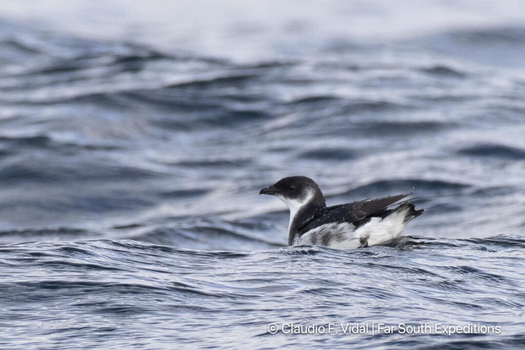 glaciers, whales seabirds magellan straits