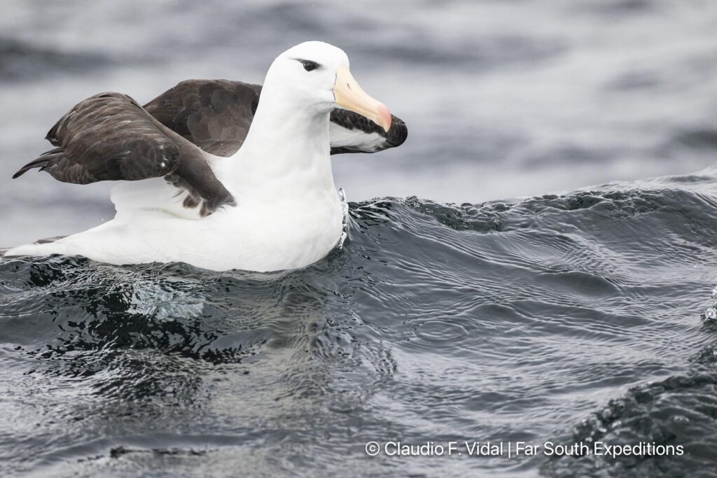 glaciers, whales seabirds magellan straits