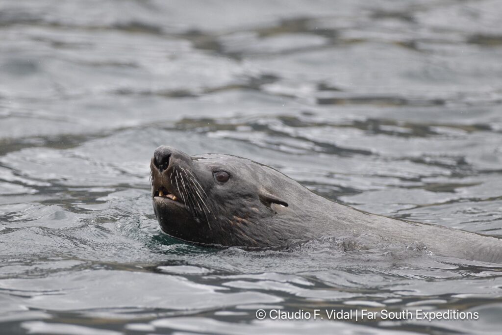 glaciers, whales seabirds magellan straits
