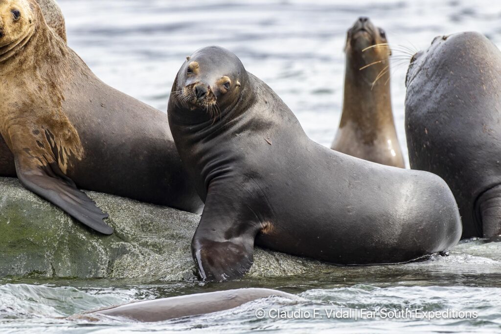 glaciers, whales seabirds magellan straits