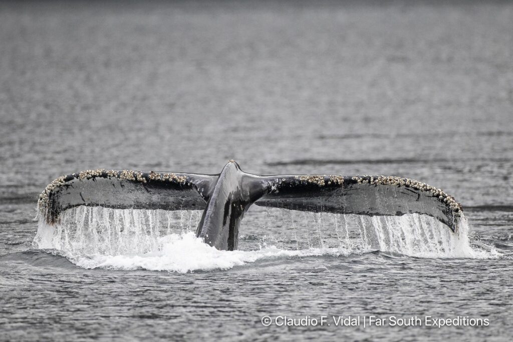 glaciers, whales seabirds magellan straits