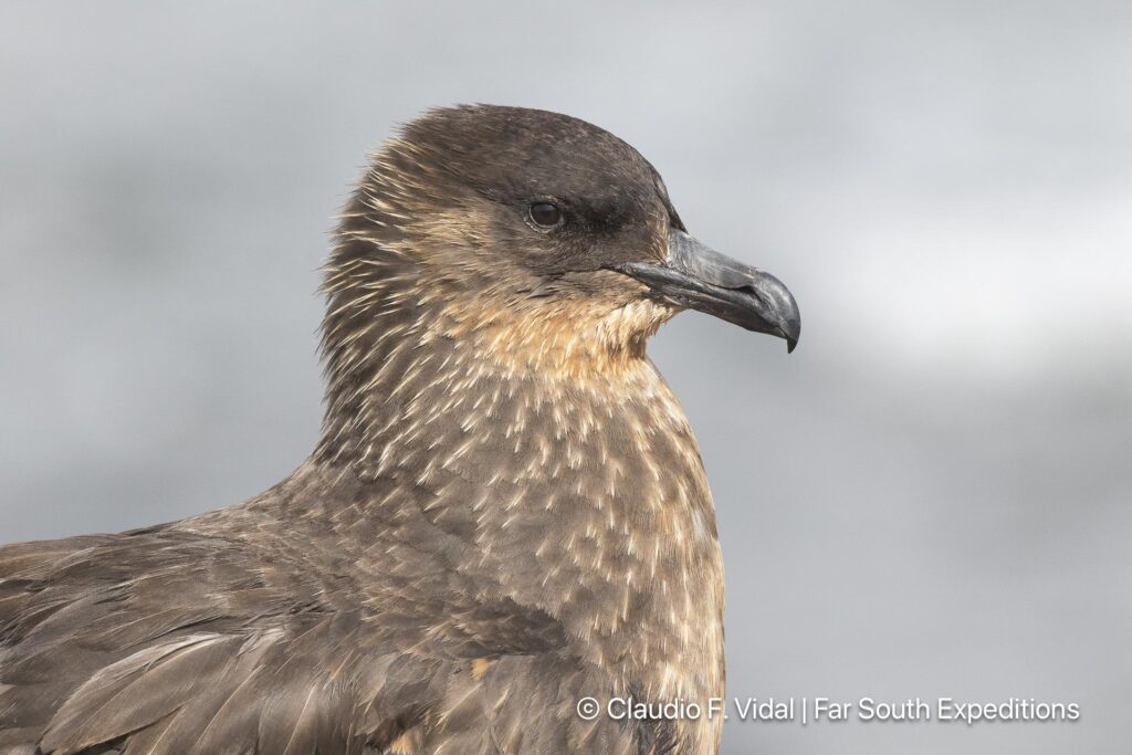 glaciers, whales seabirds magellan straits