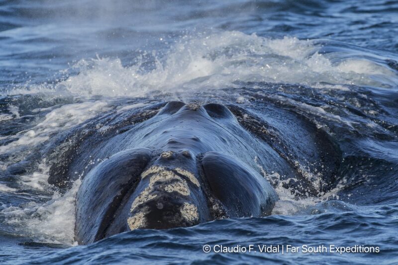 right whales valdes peninsula trip
