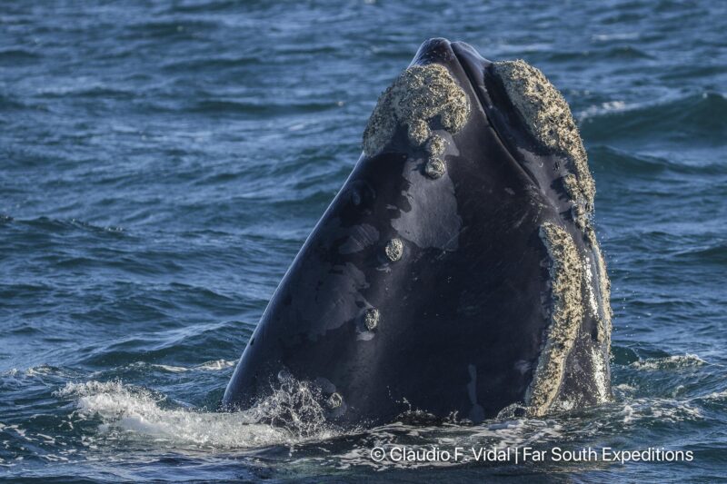 right whales valdes peninsula trip