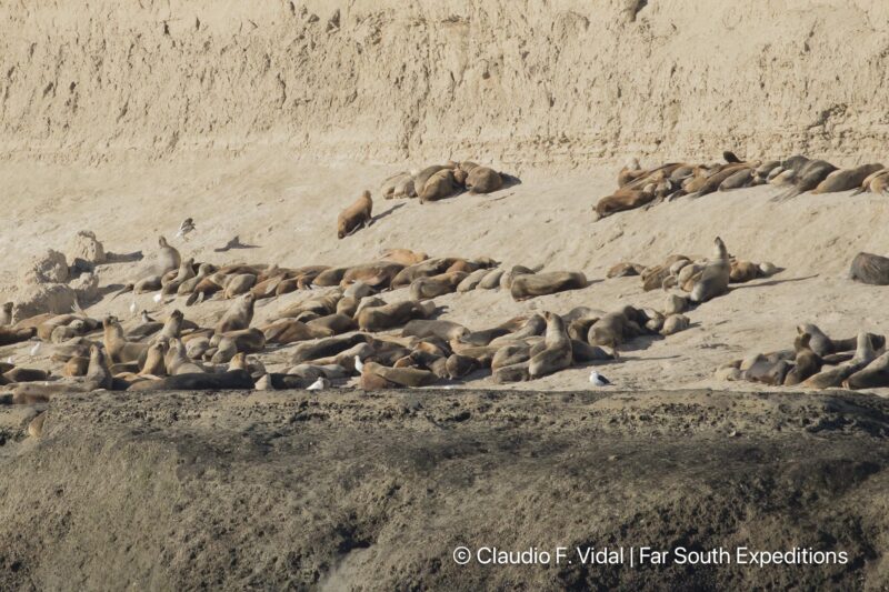 right whales valdes peninsula trip