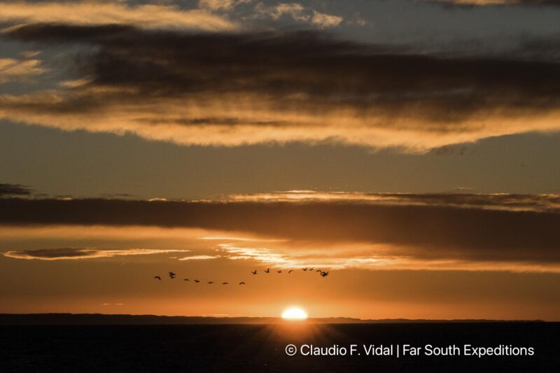 right whales valdes peninsula trip