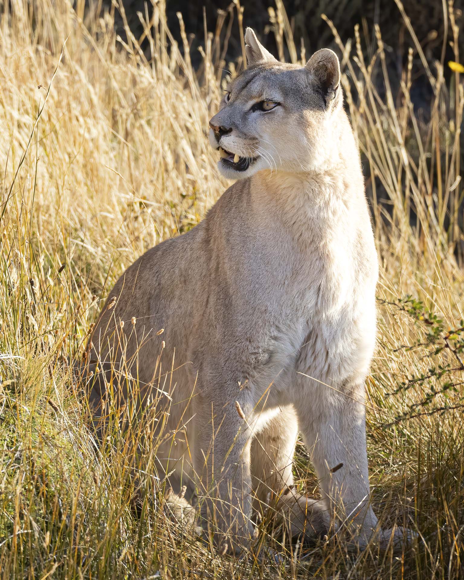 torres del paine puma quest day trip from puerto natales chile