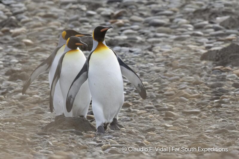 king penguin tierra del fuego trip