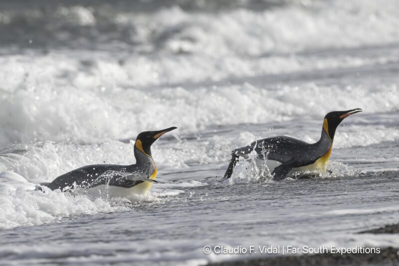 king penguin tierra del fuego trip