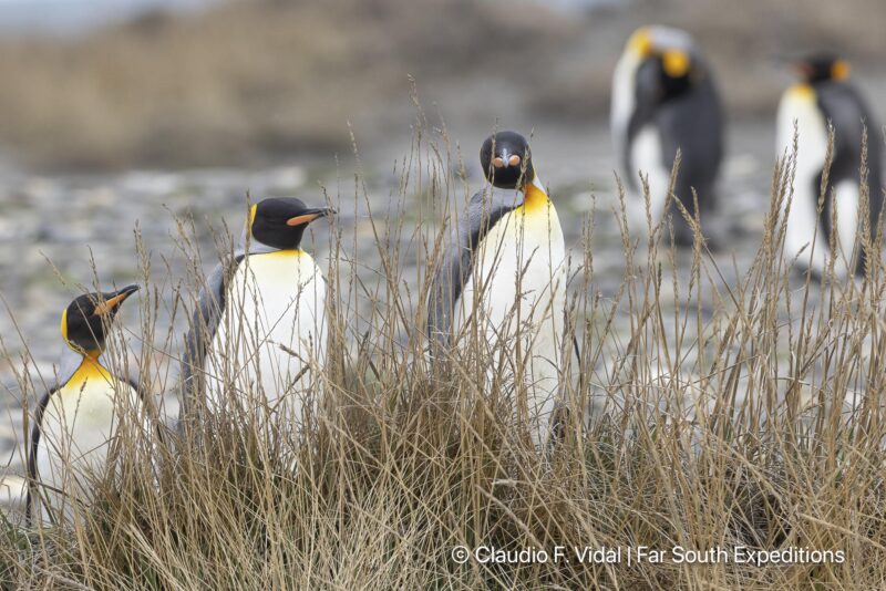 king penguin tierra del fuego trip