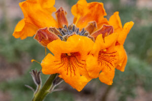 Argylia radiata, Fam. Bignoniaceae. Llanos de Challe National Park, Atacama, Chile