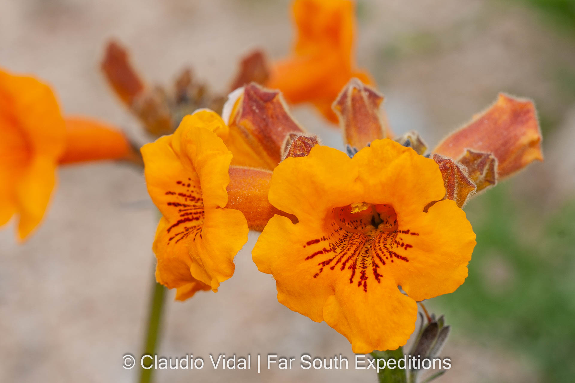 Argylia radiata (Familia: Bignoniaceae)