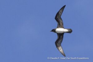 phoenix petrel, easter island
