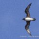 Easter Island Pelagic Birding