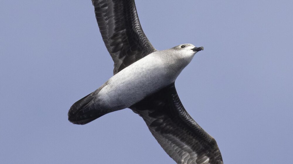 easter island seabird expedition
