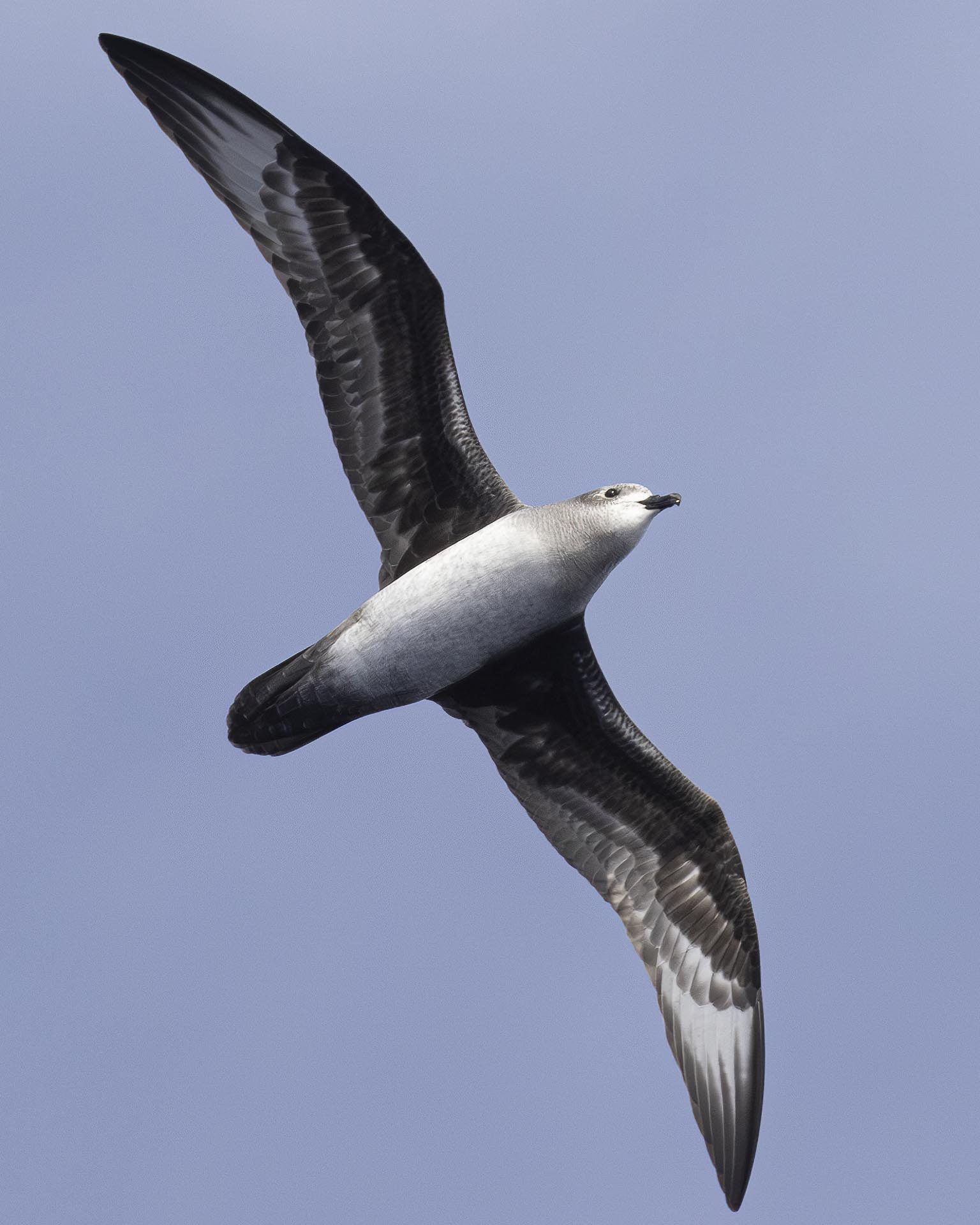 easter island seabird expedition
