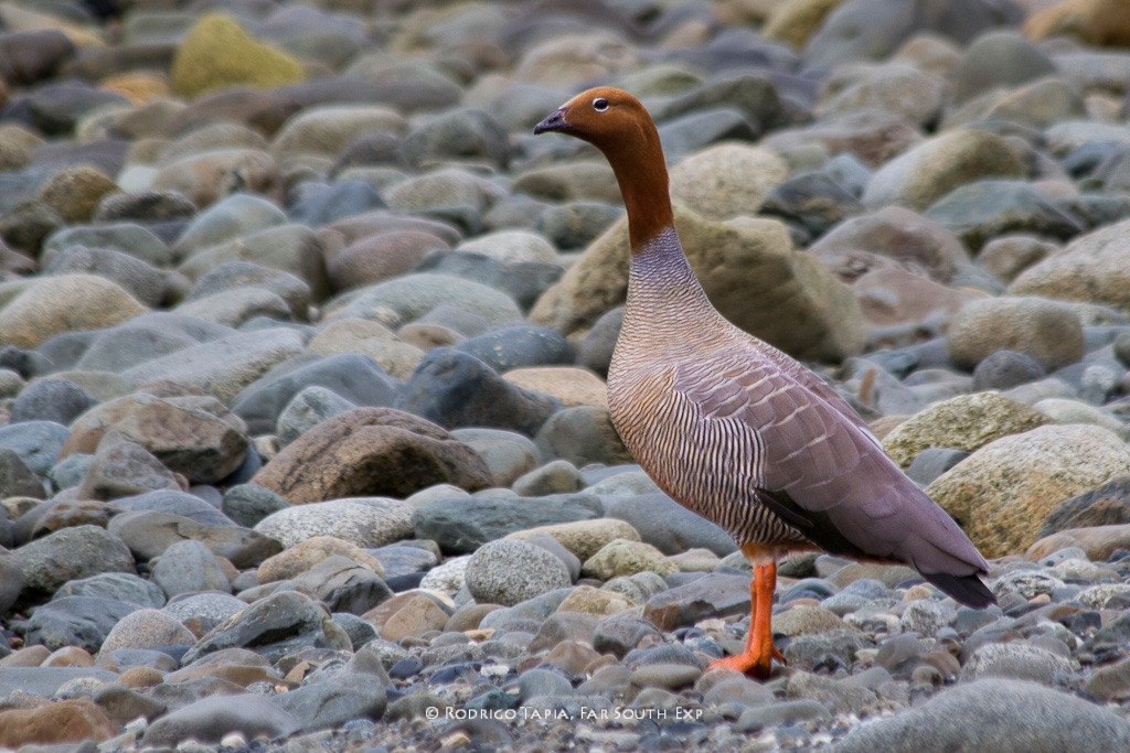 Ruddy-headed-Goose_RT