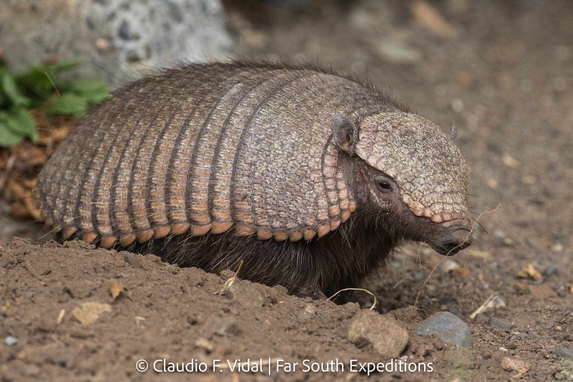 Large Hairy Armadillo (Chaetophractus villosus)