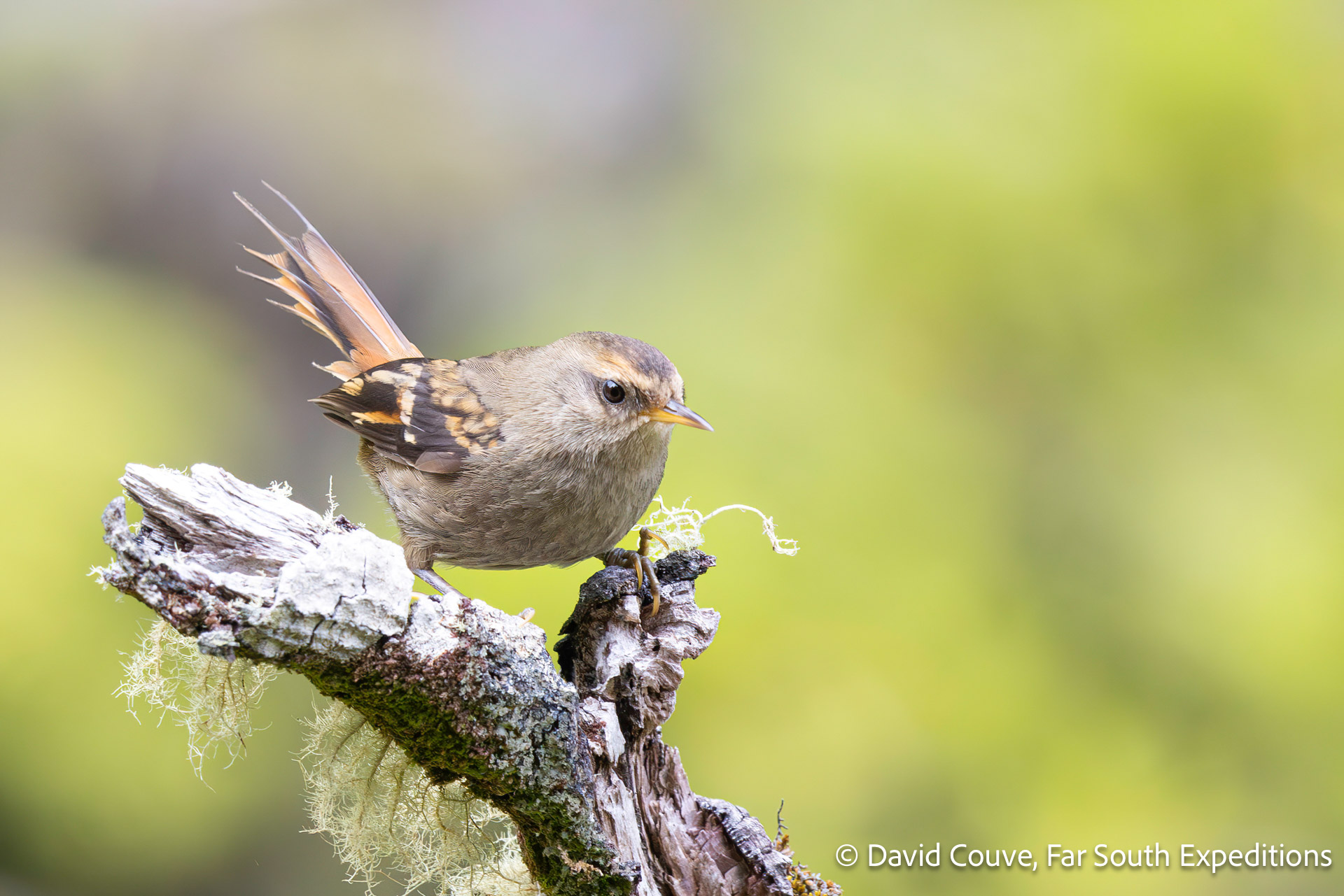 masafuera rayadito, alexander selkirk island, chile