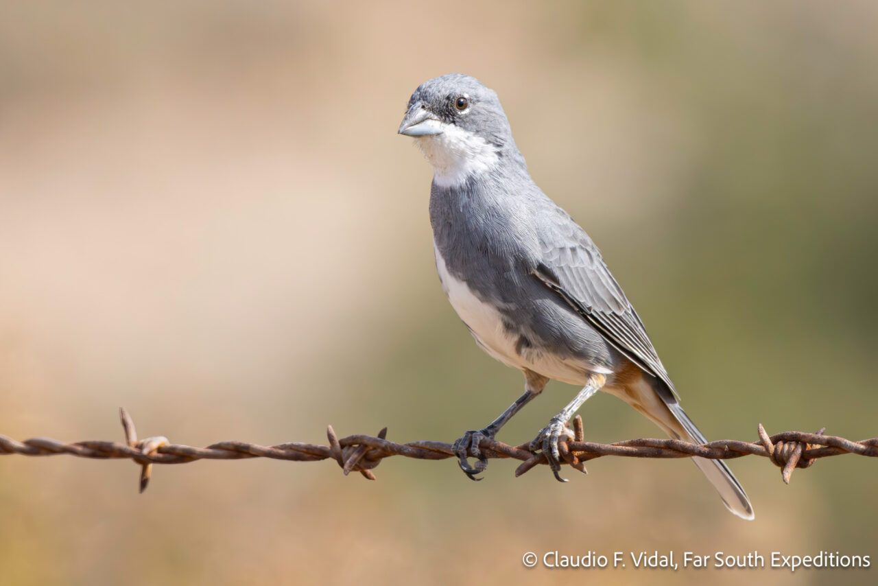 diuca finch, diuca diuca