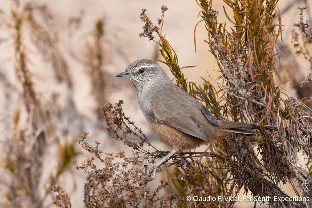 dusky-tailed canastero, pseudasthenes humicola