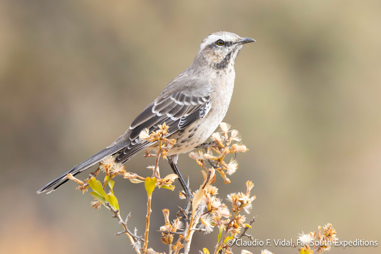chilean mockingbird, mimus thenca