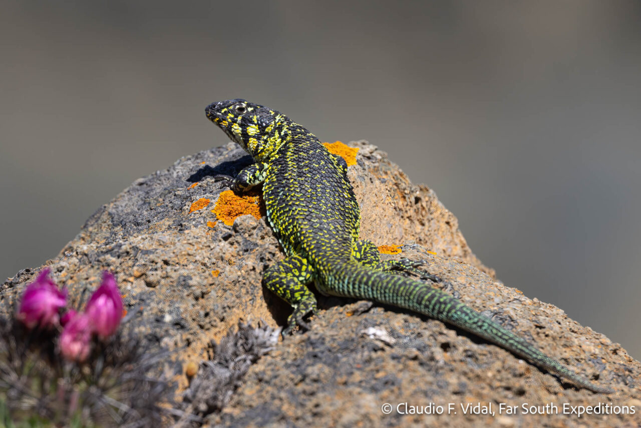 liolaemus zapallarensis, los molles
