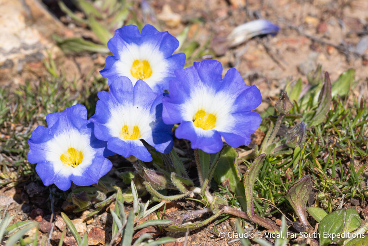 nolana paradoxa, los molles