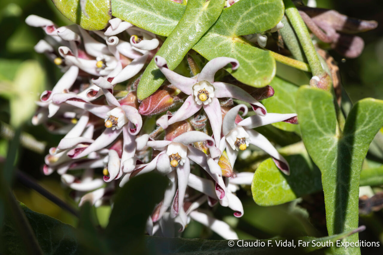 tweedia stipitata, los molles
