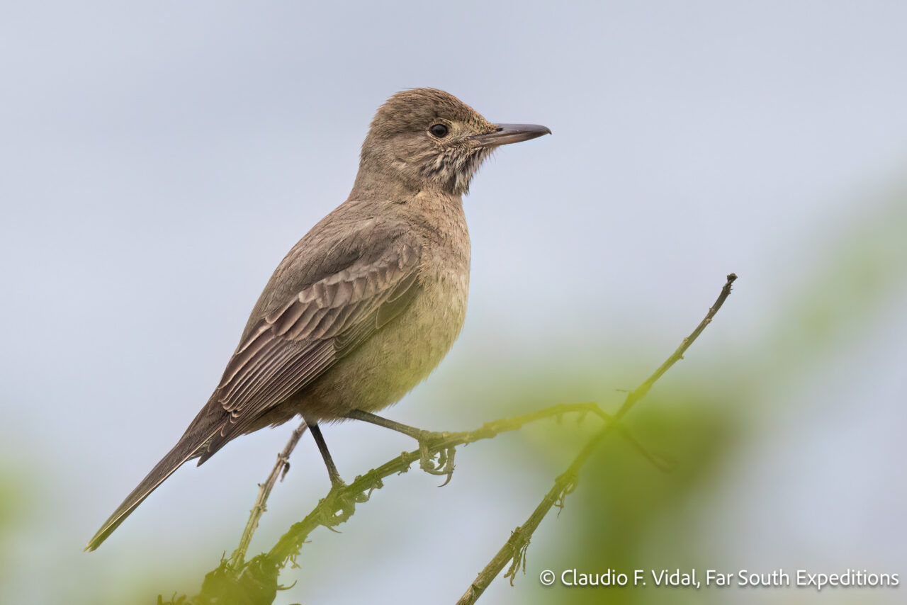 great shrike-tyrant, zapallar