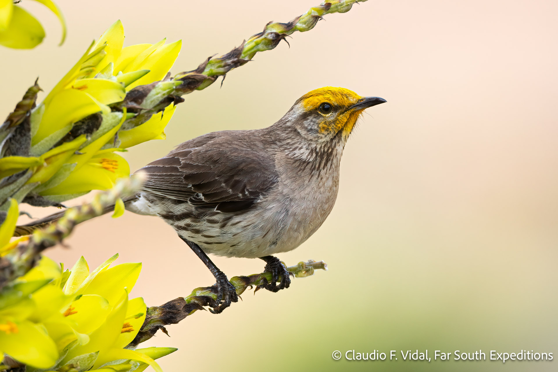 birds, wildflowers and wines of central chile