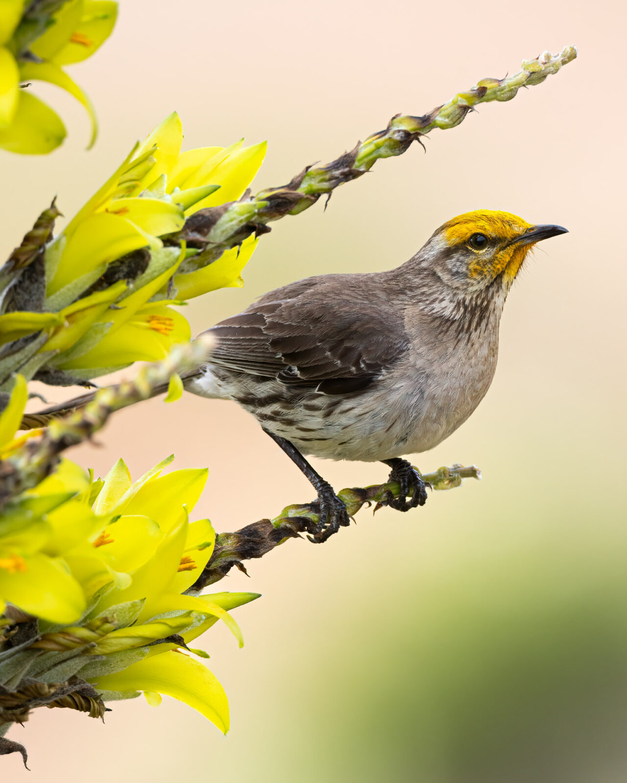 birds, wildflowers and wines of central chile