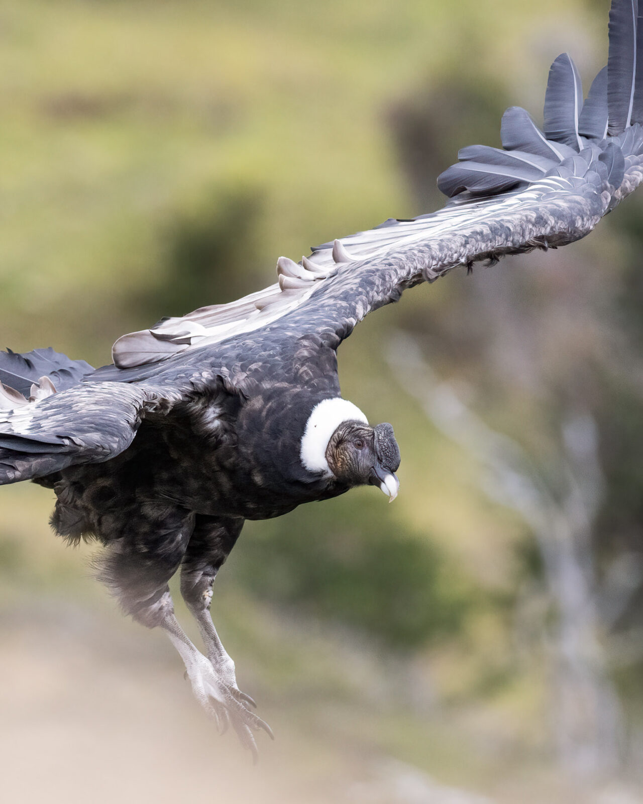 condors and wetlands of the last hope, day trip from puerto natales, chile
