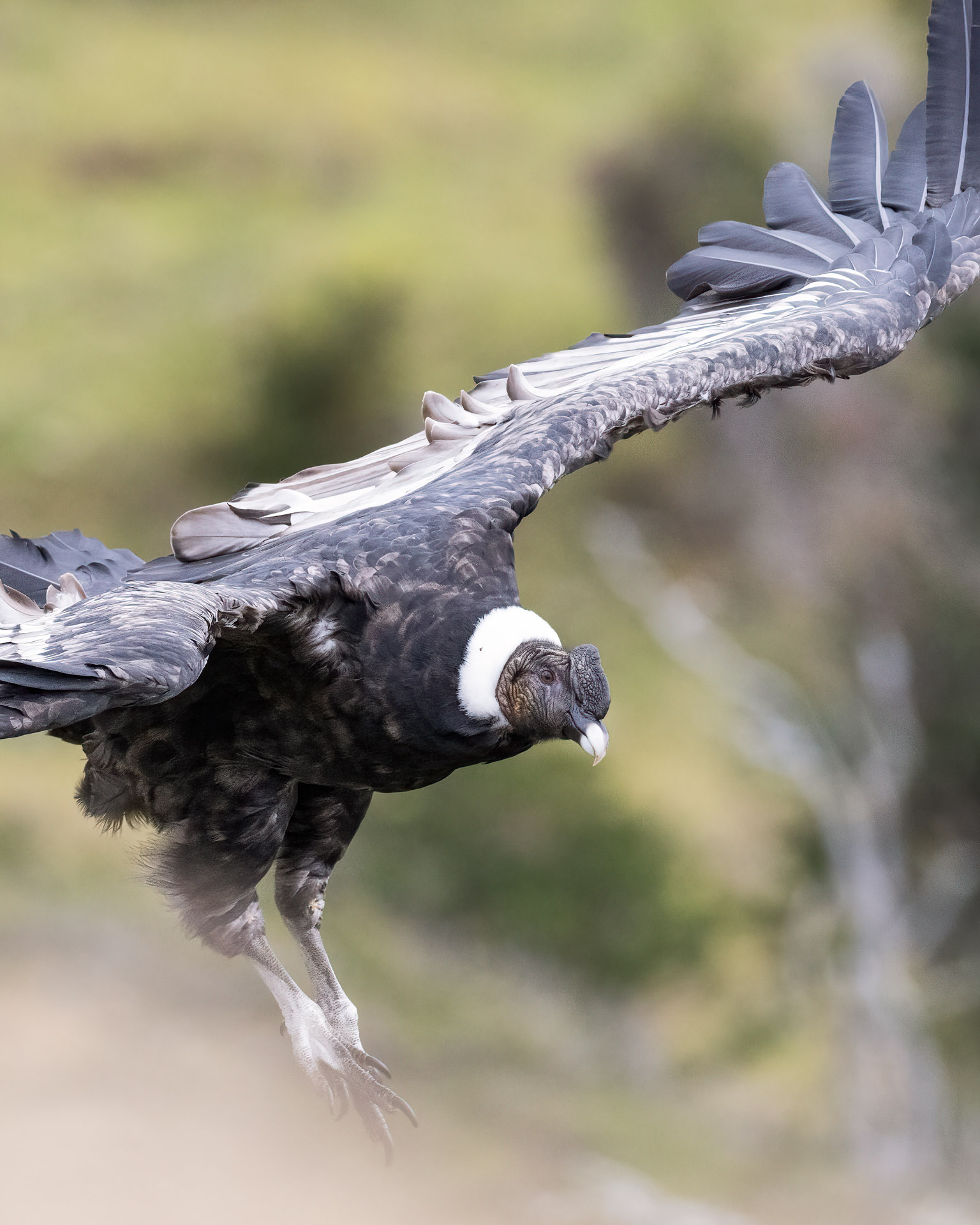 condors and wetlands of the last hope, day trip from puerto natales, chile