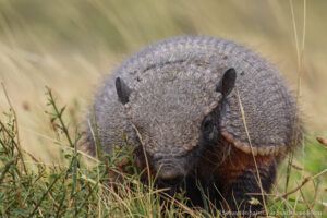 La Vida Secreta de los Armadillos