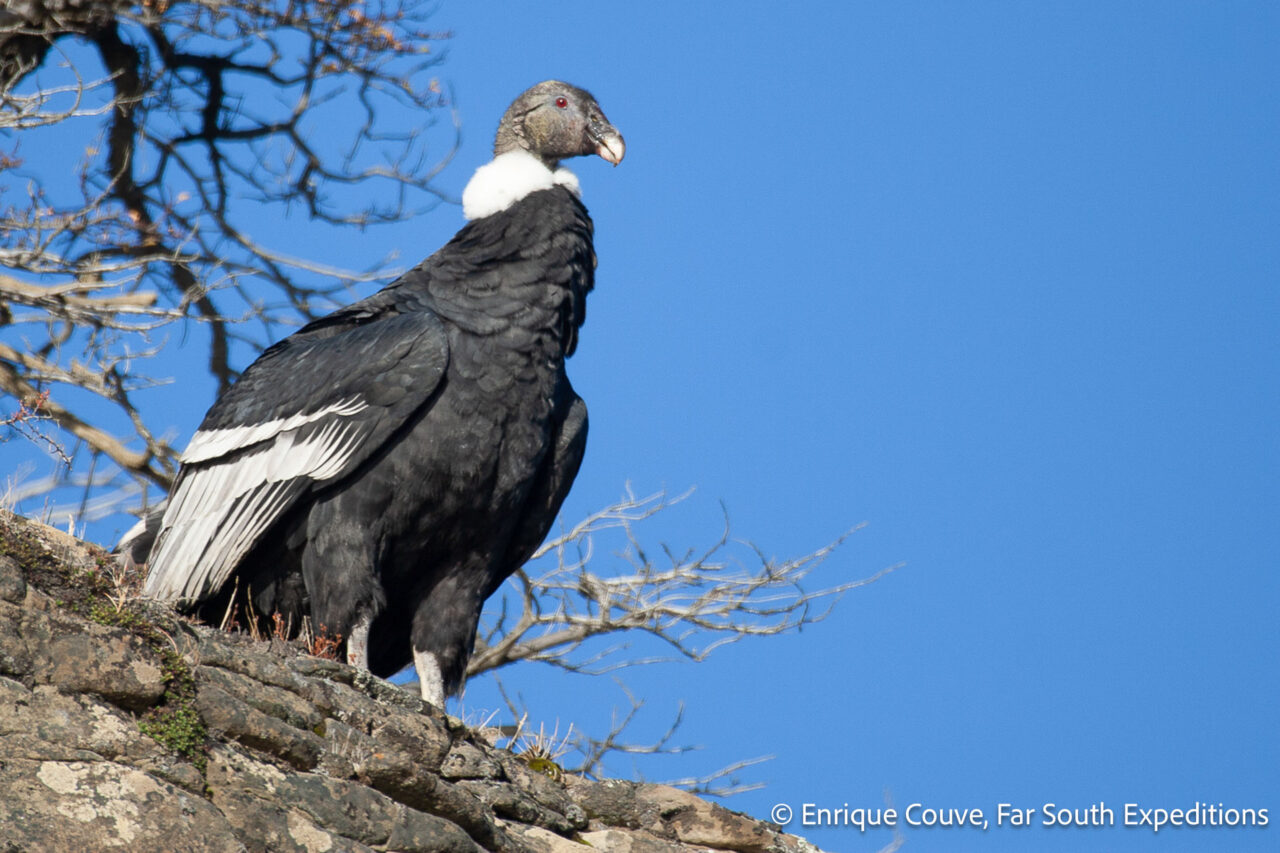 andean condor, cerro castillo, chile