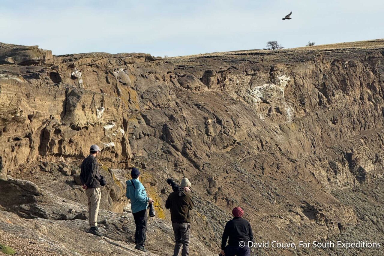 condors and wetlands of the last hope, day trip from puerto natales, chile