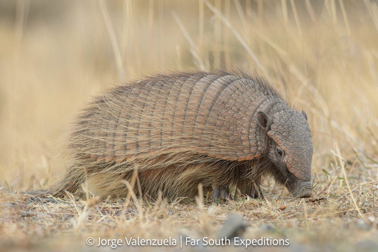 large hairy armadillo, chaetophractus villosus, chile