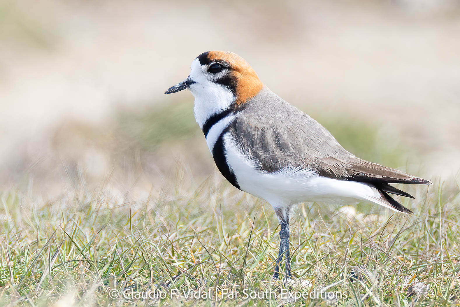 Two-banded Plover (Anarhynchus falklandicus)