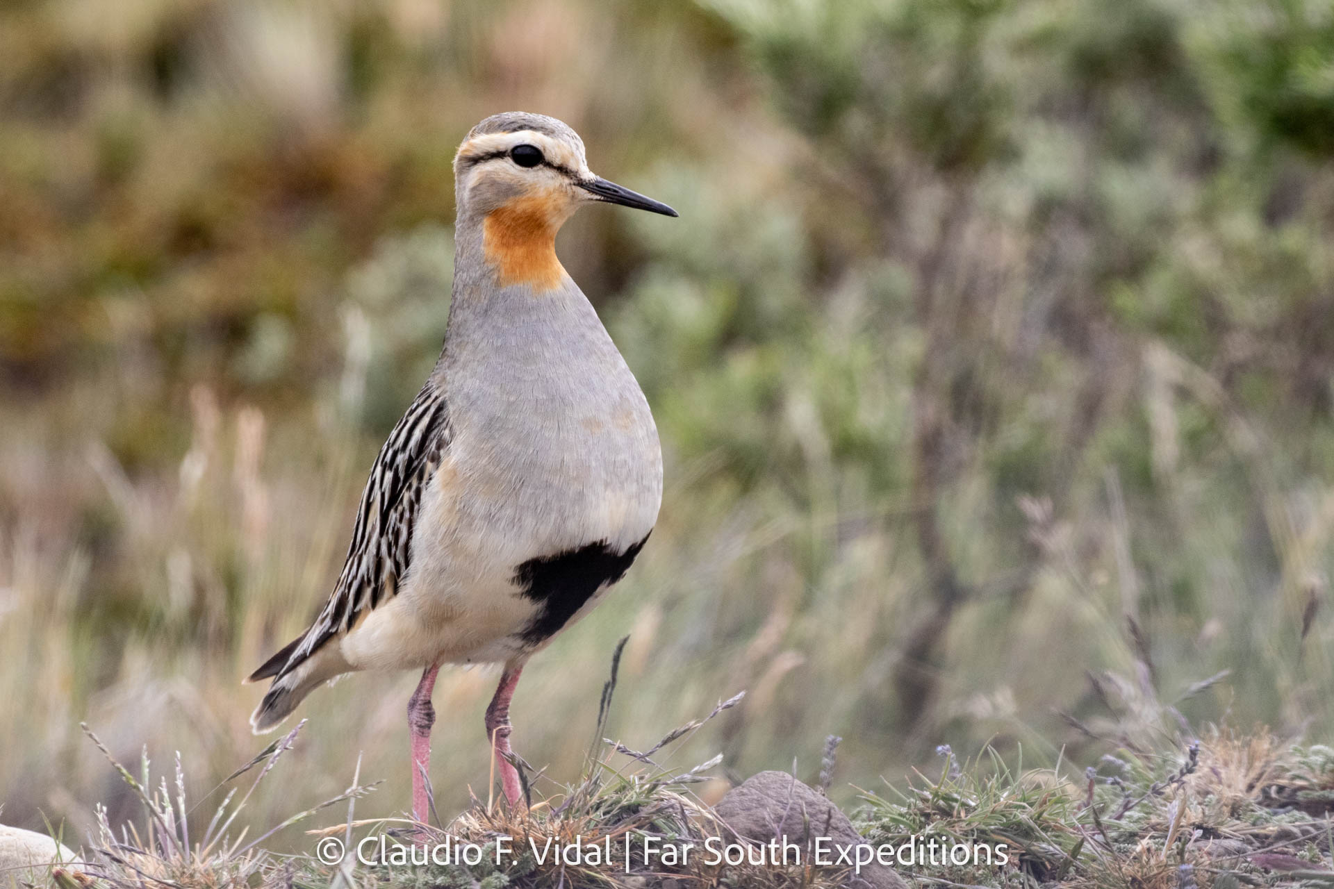 Tawny-throated Dotterel (Oreopholus ruficollis)