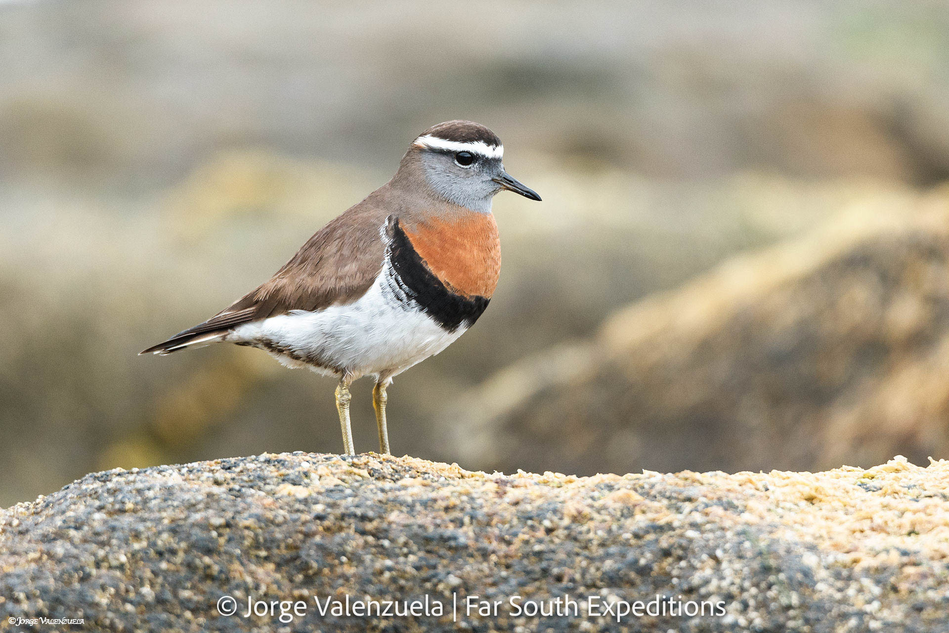 Rufous-chested Dotterel (Zonibyx modestus)