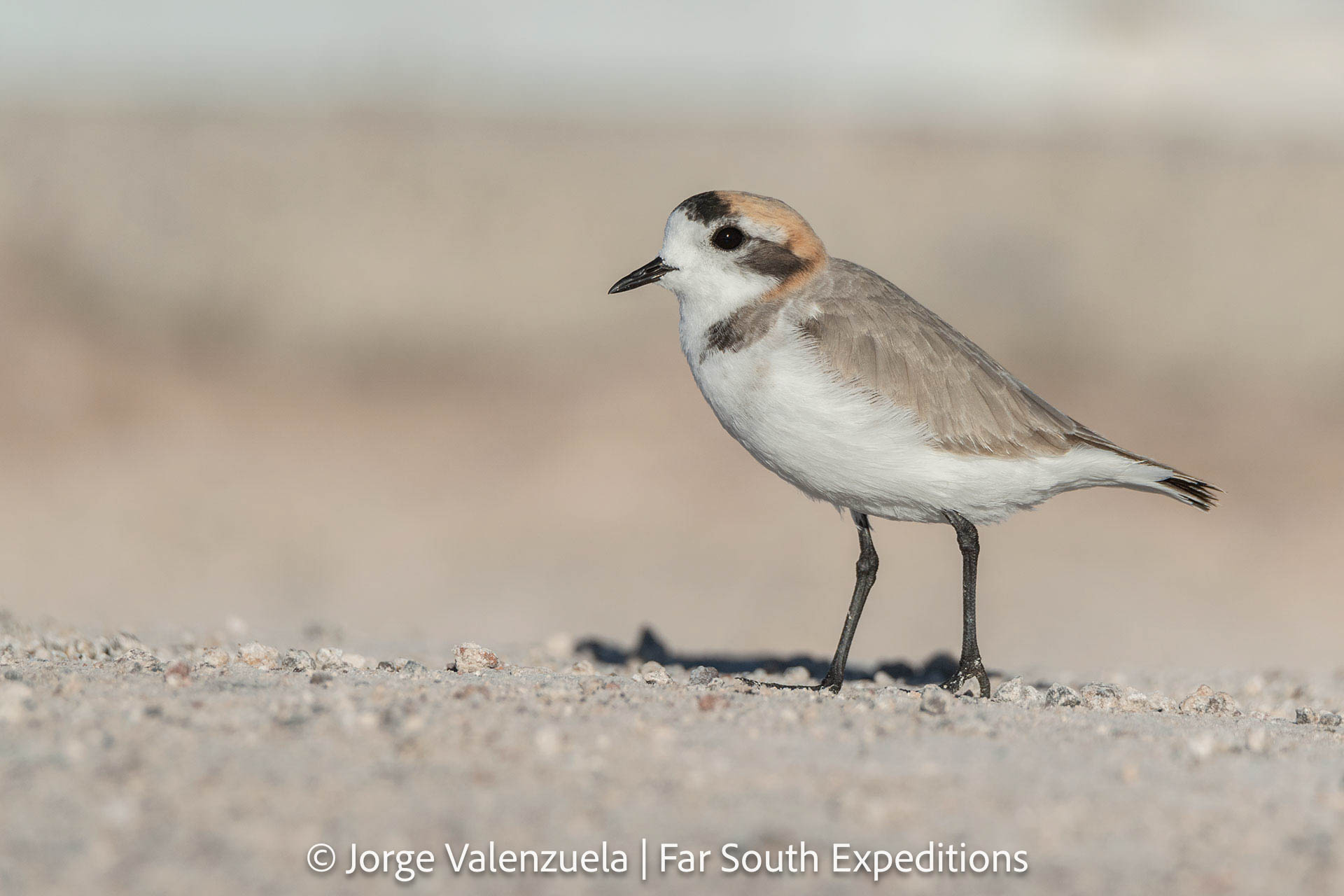 Puna Plover (Anarhynchus alticola)
