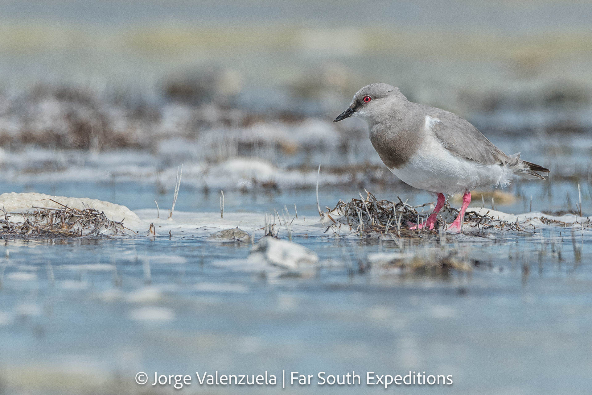 Magellanic Plover (Pluvianellus socialis )