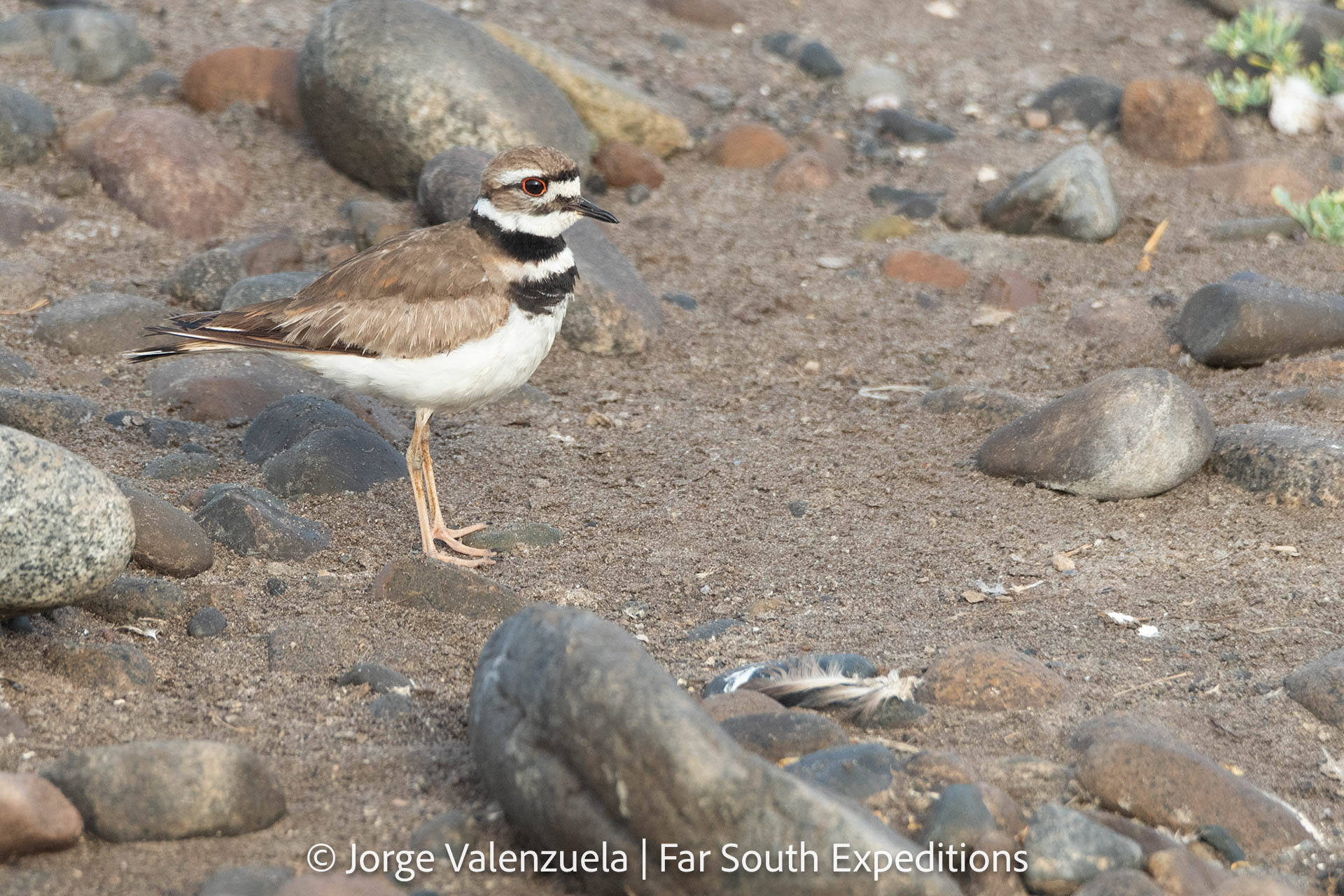 Killdeer (Charadrius vociferus)