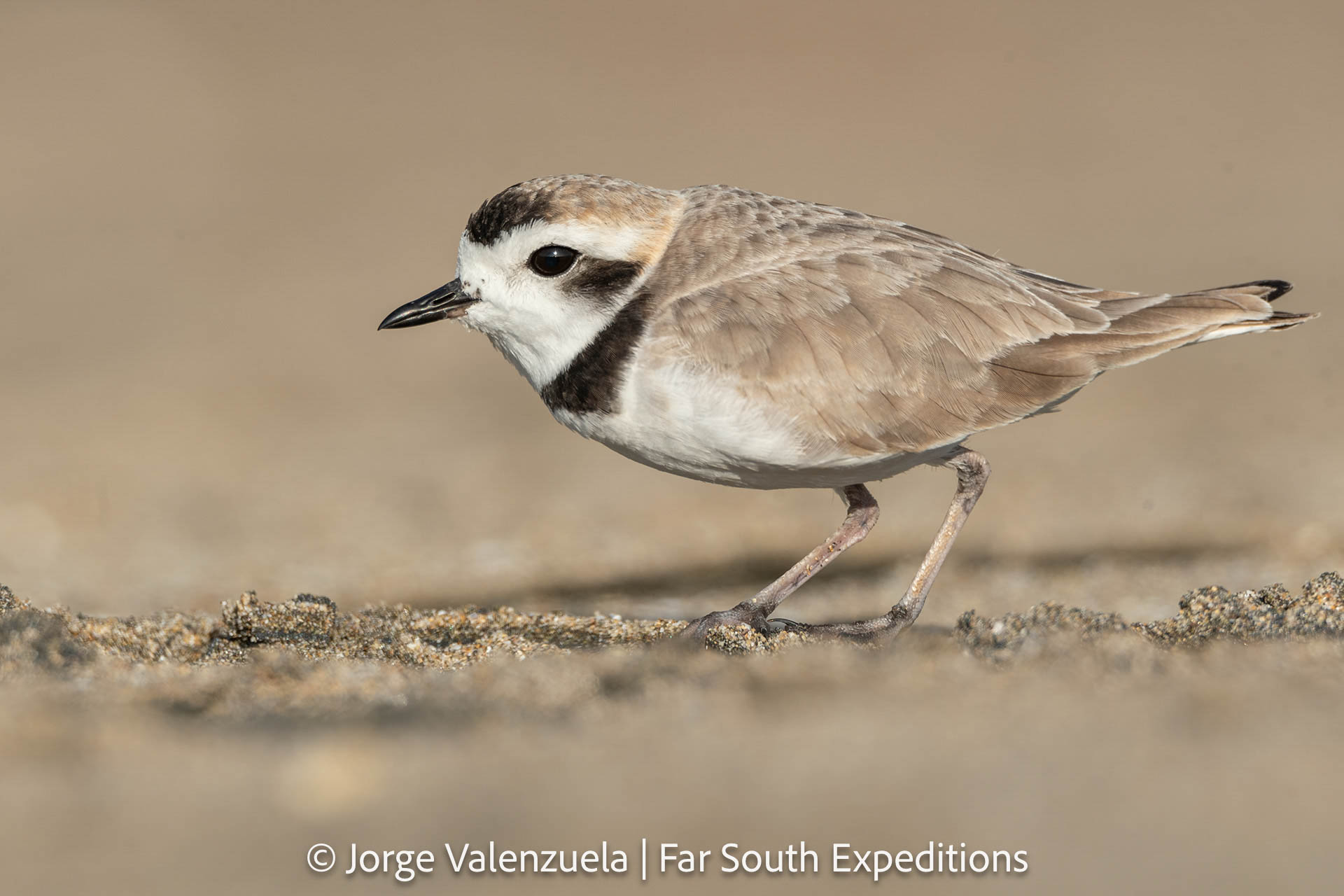 Snowy Plover (Anarhynchus nivosus)